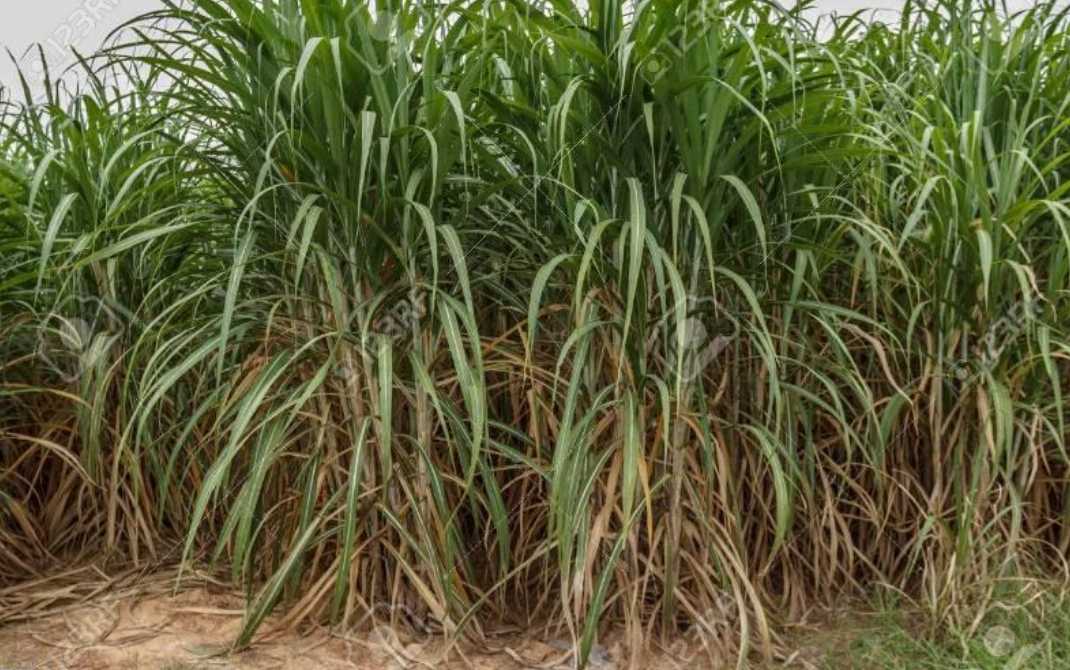 تاریخچه کاغذ
